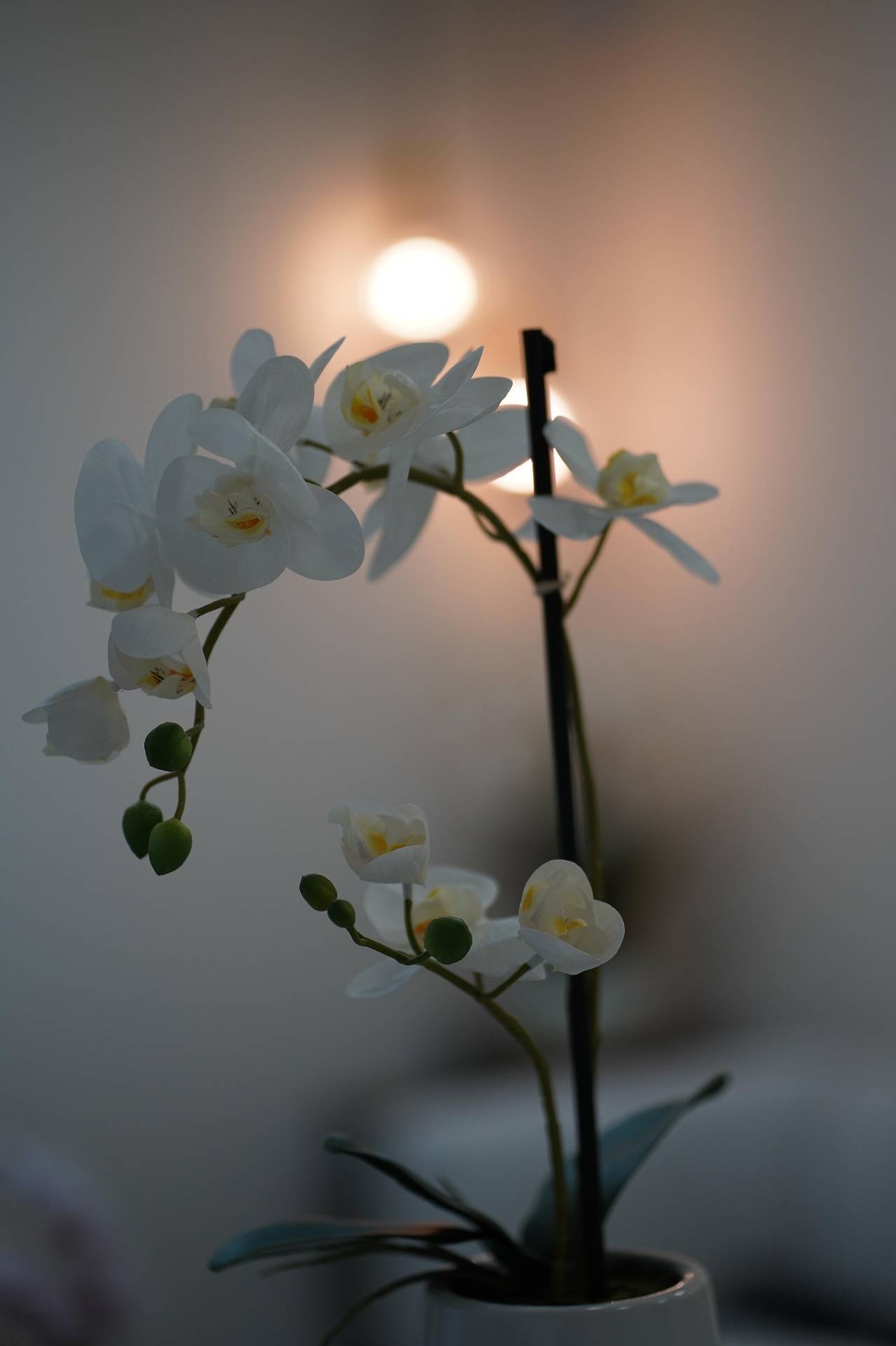 Orquídea blanca en el interior de la clínica